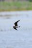 Filename=Oriental_Pratincole_LR1.jpg
Filesize=36KiB
Dimensions=467x700
Date added=May 09, 2010 Oriental_Pratincole_LR1.jpg