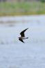 Oriental_Pratincole_LR1.jpg