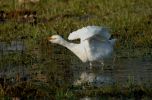 cattle_egret_1print.jpg