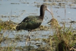 Glossy_Ibis136b.JPG