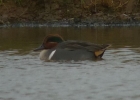 Green-winged_Teal52a.JPG