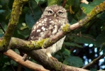 Little_Owl53b.JPG