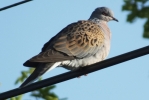 Turtle_Dove27a.JPG
