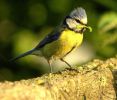 blue_tit_[640x480].jpg