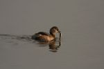 little_grebe_[640x480].jpg