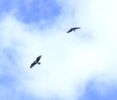 Filename=2osprey.JPG
Filesize=11KiB
Dimensions=562x477
Date added=Jul 08, 2007 2osprey.JPG