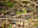 Filename=A_bigger_pic_of_a_jumble_of_Adder_s.jpg
Filesize=80KiB
Dimensions=590x443
Date added=Mar 12, 2009 A_bigger_pic_of_a_jumble_of_Adder_s.jpg