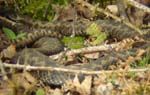 Filename=A_jumble_of_Adders.JPG
Filesize=20KiB
Dimensions=150x95
Date added=Mar 12, 2009 A_jumble_of_Adders.JPG