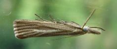 Filename=Agriphila_inquinatella.JPG
Filesize=21KiB
Dimensions=590x248
Date added=Aug 02, 2009 Agriphila_inquinatella.JPG