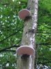 Filename=Bracket_fungus_at_NHCP.jpg
Filesize=32KiB
Dimensions=300x400
Date added=Nov 14, 2008 Bracket_fungus_at_NHCP.jpg