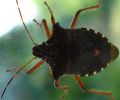 Filename=Forest_Bug(2).JPG
Filesize=129KiB
Dimensions=683x565
Date added=Jul 26, 2008 Forest_Bug(2).JPG