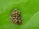 Filename=Garden_Spiderlings.jpg
Filesize=41KiB
Dimensions=561x420
Date added=Jun 06, 2008 Garden_Spiderlings.jpg