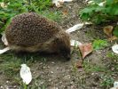 Harry_the_Hedgehog.jpg