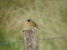 Redstart_copy.jpg