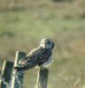 Filename=Short_eared_Owl_copy.jpg
Filesize=30KiB
Dimensions=550x571
Date added=May 04, 2009 Short_eared_Owl_copy.jpg