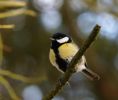 Great_Tit2008-02-271.jpg