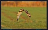 Short_Eared_Owl.jpg