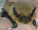 Common_pipistrelle.jpg