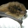 Nathusius_pip_profile.jpg