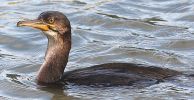 Shag.JPG