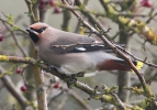 Filename=WaxwingA.jpg
Filesize=108KiB
Dimensions=700x489
Date added=Oct 29, 2012 WaxwingA.jpg