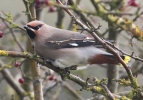 WaxwingA.jpg