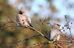 WaxwingsA.jpg