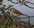 Wryneck_LBC.jpg