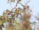 Filename=Yellow-browed_Warbler.JPG
Filesize=97KiB
Dimensions=600x461
Date added=Sep 28, 2008 Yellow-browed_Warbler.JPG
