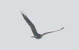 Filename=Buzzardsp.jpg
Filesize=6KiB
Dimensions=468x300
Date added=Dec 04, 2012 Buzzardsp.jpg