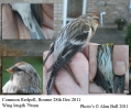 Common_Redpoll_Dec2011.jpg