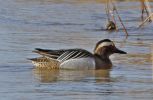 Filename=GARGANEY-2.jpg
Filesize=60KiB
Dimensions=600x390
Date added=Mar 02, 2010 GARGANEY-2.jpg