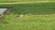 Filename=Hoopoe_Oct1st_2013.JPG
Filesize=57KiB
Dimensions=626x344
Date added=Oct 04, 2013 Hoopoe_Oct1st_2013.JPG