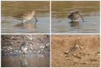 Filename=LBDowitcher.jpg
Filesize=101KiB
Dimensions=700x472
Date added=Oct 03, 2011 LBDowitcher.jpg