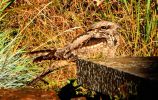 Filename=Nightjar.jpg
Filesize=72KiB
Dimensions=600x379
Date added=Sep 18, 2010 Nightjar.jpg