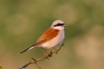 Filename=RED-BACKED_SHRIKE_Saltfleetby2C_June-21_28129.jpeg
Filesize=17KiB
Dimensions=320x214
Date added=Jun 22, 2013 RED-BACKED_SHRIKE_Saltfleetby2C_June-21_28129.jpeg
