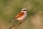 RED-BACKED_SHRIKE_Saltfleetby2C_June-21_28129.jpeg