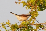 Filename=RED-BACKED_SHRIKE_Saltfleetby2C_June-21_28229.jpeg
Filesize=34KiB
Dimensions=320x214
Date added=Jun 22, 2013 RED-BACKED_SHRIKE_Saltfleetby2C_June-21_28229.jpeg