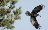 Filename=Roger_Bark_Rook_Image.jpg
Filesize=55KiB
Dimensions=700x438
Date added=Nov 06, 2012 Roger_Bark_Rook_Image.jpg