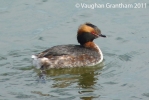 Filename=Slav-Grebe-1.jpg
Filesize=54KiB
Dimensions=700x467
Date added=Apr 07, 2011 Slav-Grebe-1.jpg