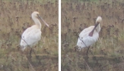 Spoonbill_tetney_Dec2013.jpg