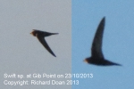 Filename=Swift_sp_gibPoint_231013.jpg
Filesize=38KiB
Dimensions=600x400
Date added=Oct 23, 2013 Swift_sp_gibPoint_231013.jpg