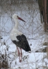 Filename=White_Stork_Scrilsby_050212_006.jpg
Filesize=53KiB
Dimensions=337x480
Date added=Feb 05, 2012 White_Stork_Scrilsby_050212_006.jpg