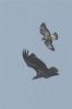 Filename=White_tailed_Eagle_Ruckland_Lincs_240411.jpg
Filesize=12KiB
Dimensions=319x480
Date added=Apr 26, 2011 White_tailed_Eagle_Ruckland_Lincs_240411.jpg