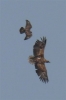 White_tailed_Eagle_Ruckland_Lincs_240411_(3).jpg