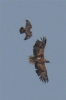 Filename=White_tailed_Eagle_Ruckland_Lincs_240411_(3).jpg
Filesize=11KiB
Dimensions=318x480
Date added=Apr 26, 2011 White_tailed_Eagle_Ruckland_Lincs_240411_(3).jpg