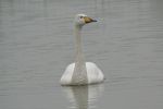 Filename=Whooper.jpg
Filesize=23KiB
Dimensions=600x400
Date added=Dec 19, 2008 Whooper.jpg