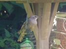 Filename=Yellow_Starling.jpg
Filesize=72KiB
Dimensions=640x480
Date added=Jul 21, 2013 Yellow_Starling.jpg