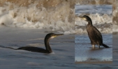 Filename=anderby_shag.jpg
Filesize=42KiB
Dimensions=700x412
Date added=Oct 27, 2011 anderby_shag.jpg