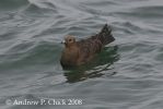 artic_skua_1_text.jpg